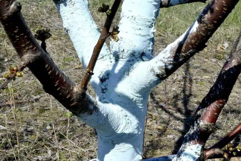 dosage bouillie bordelaise pour 1 litre 1