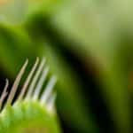tue mouche efficace maison 7 solutions naturelles qui marchent vraiment 1