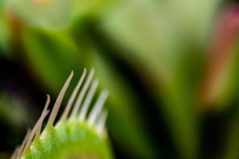 tue mouche efficace maison 7 solutions naturelles qui marchent vraiment 1