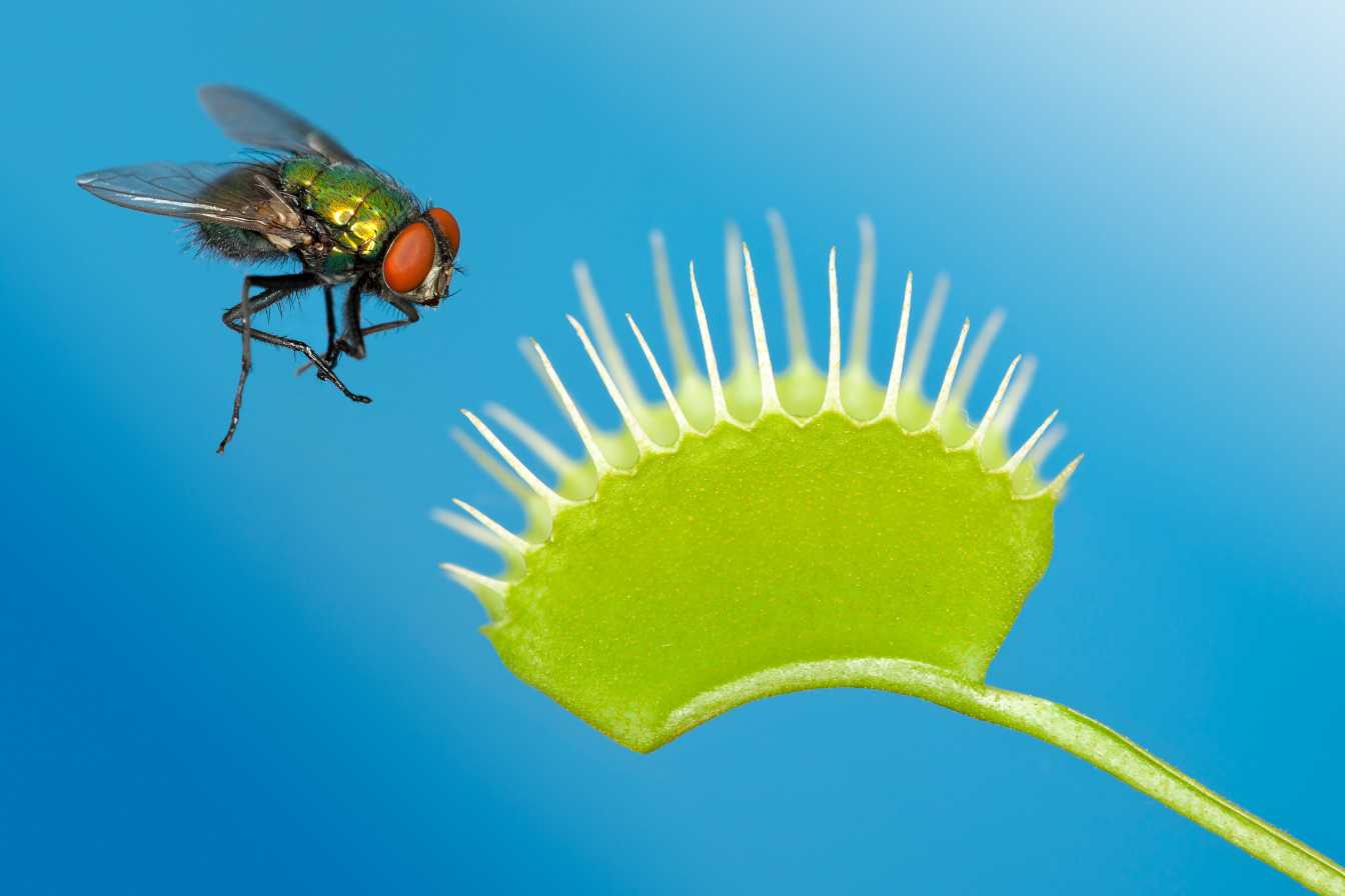 tue-mouche-efficace-maison-7-solutions-naturelles-qui-marchent-vraiment-2